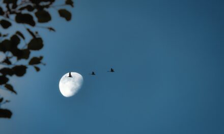 Pengalaman (Tutur Nasihat dalam Sepuluh Bait Pantun)