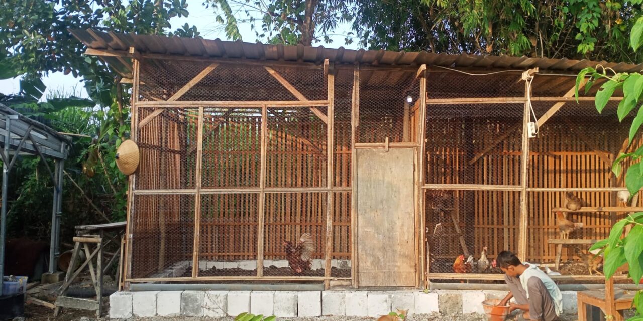 Ternak Ayam di Planet NUFO